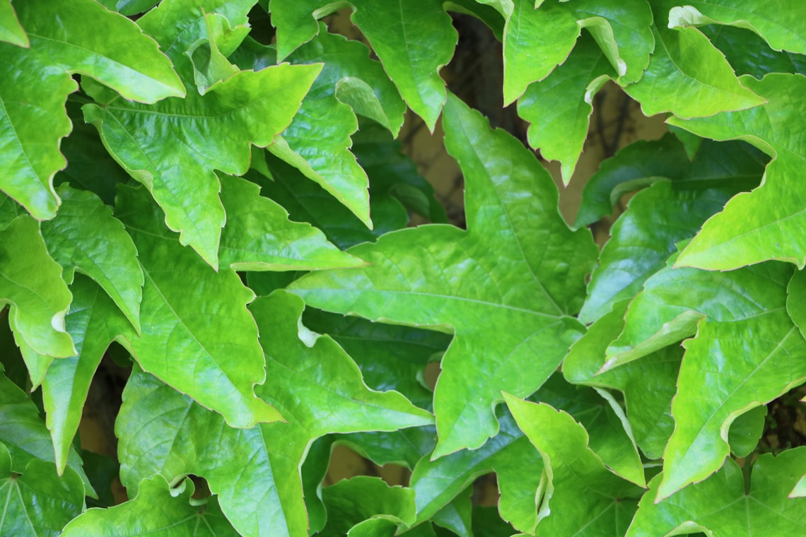 Dreispitzige Jungfernrebe (Parthenocissus tricuspidata)