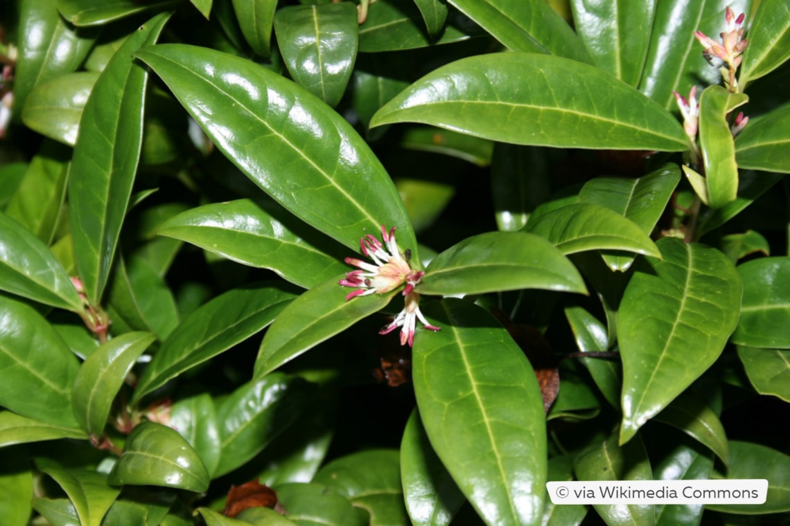 Duftende Fleischbeere (Sarcococca hookeriana var. humilis)