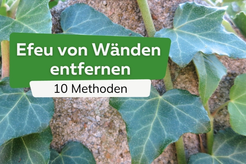 Efeu erfolgreich entfernen 10 chemische und mechanische Wege