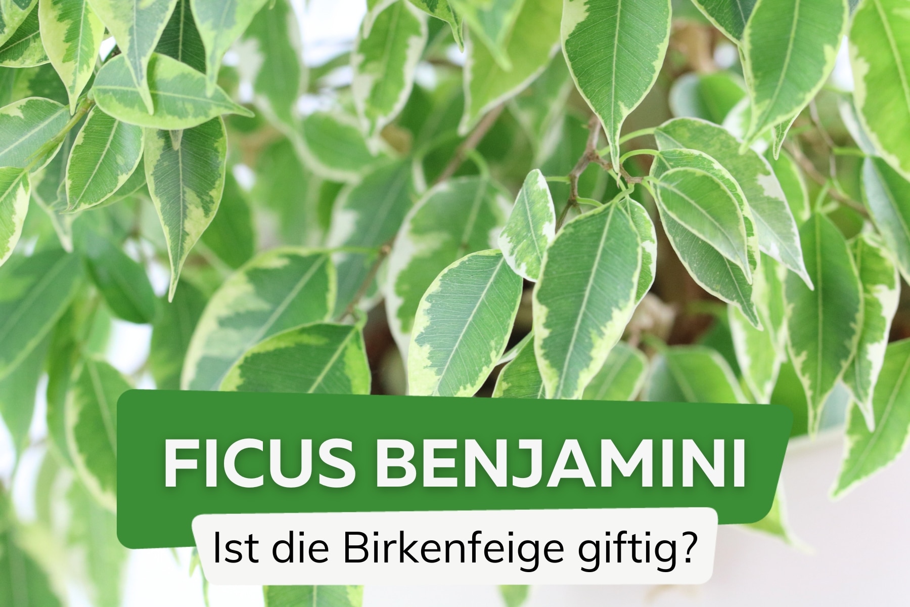 Ficus benjamini giftig