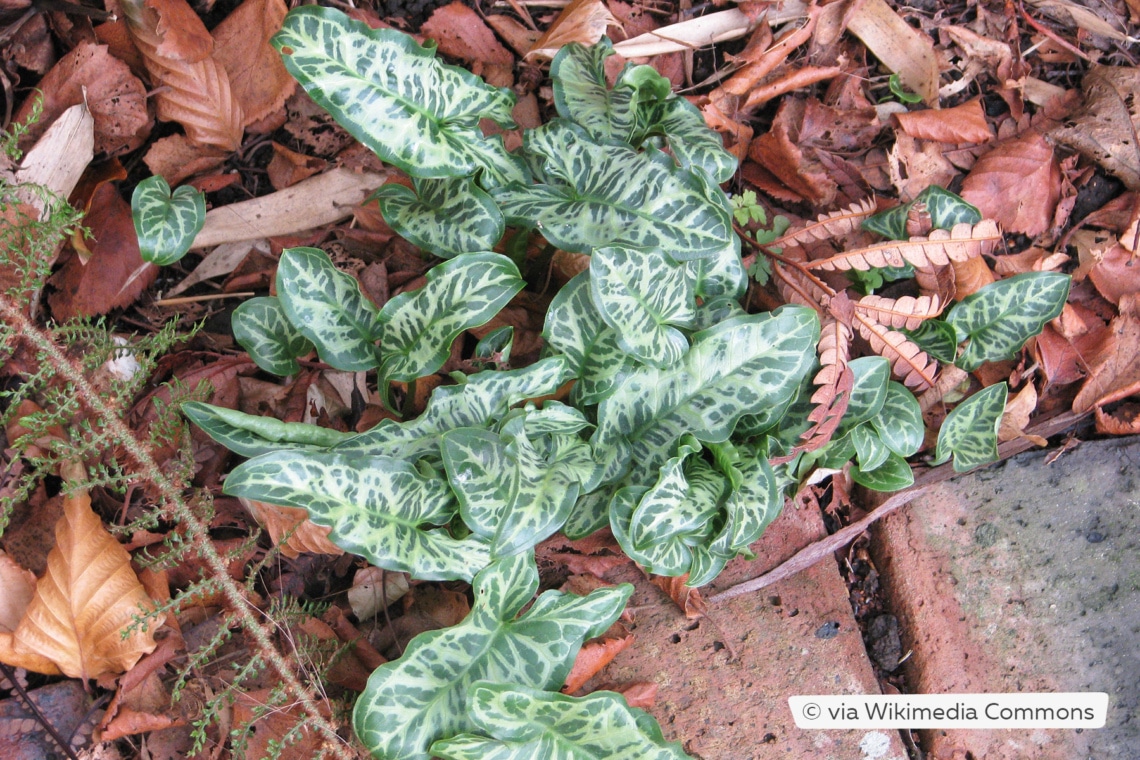 Geaderter Aronstab (Arum italicum 'Pictum')