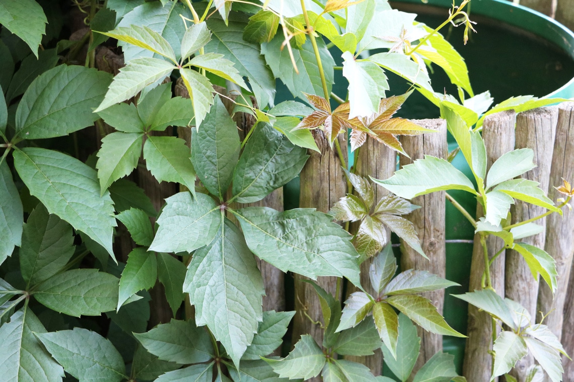 Gewöhnliche Jungfernrebe (Parthenocissus vitacea)