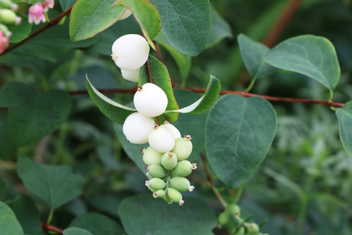 Gewöhnliche Schneebeere (Symphoricarpos albus)