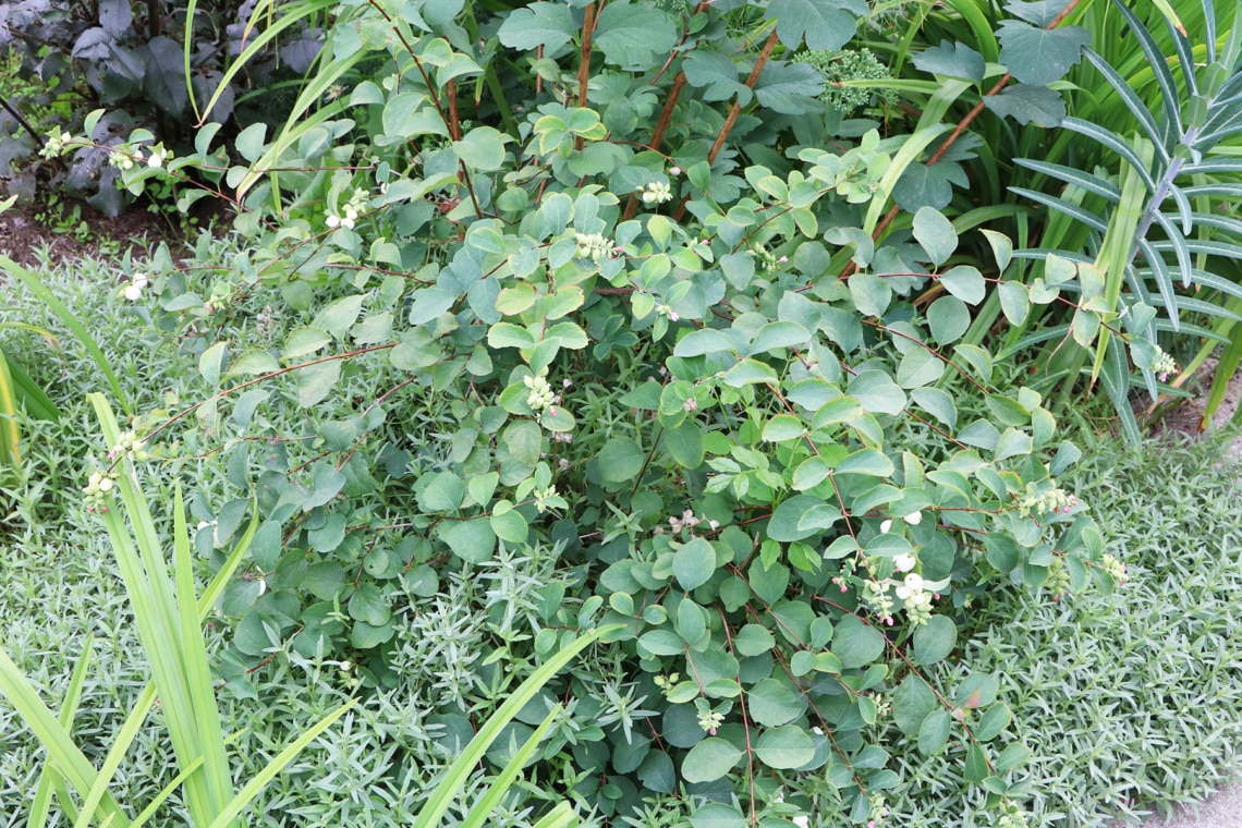 Gewöhnliche Schneebere (Symphoricarpos albus)