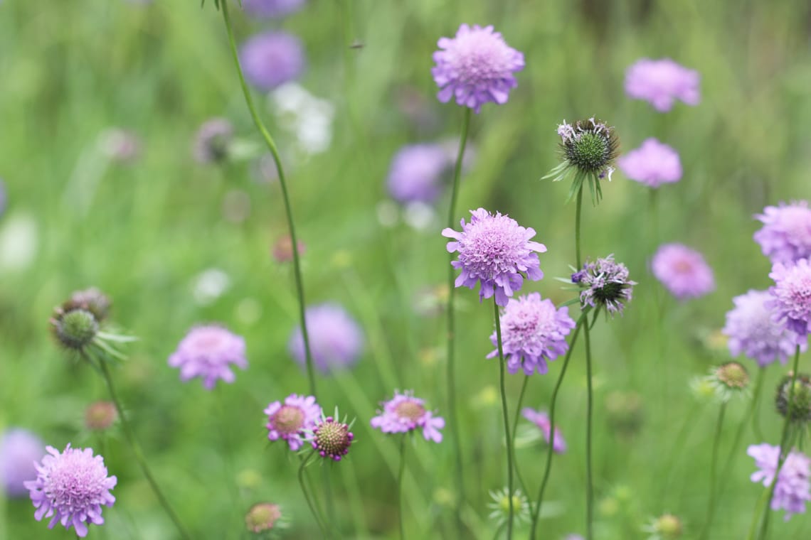 Glanz-Skabiose (Scabiosa lucida)