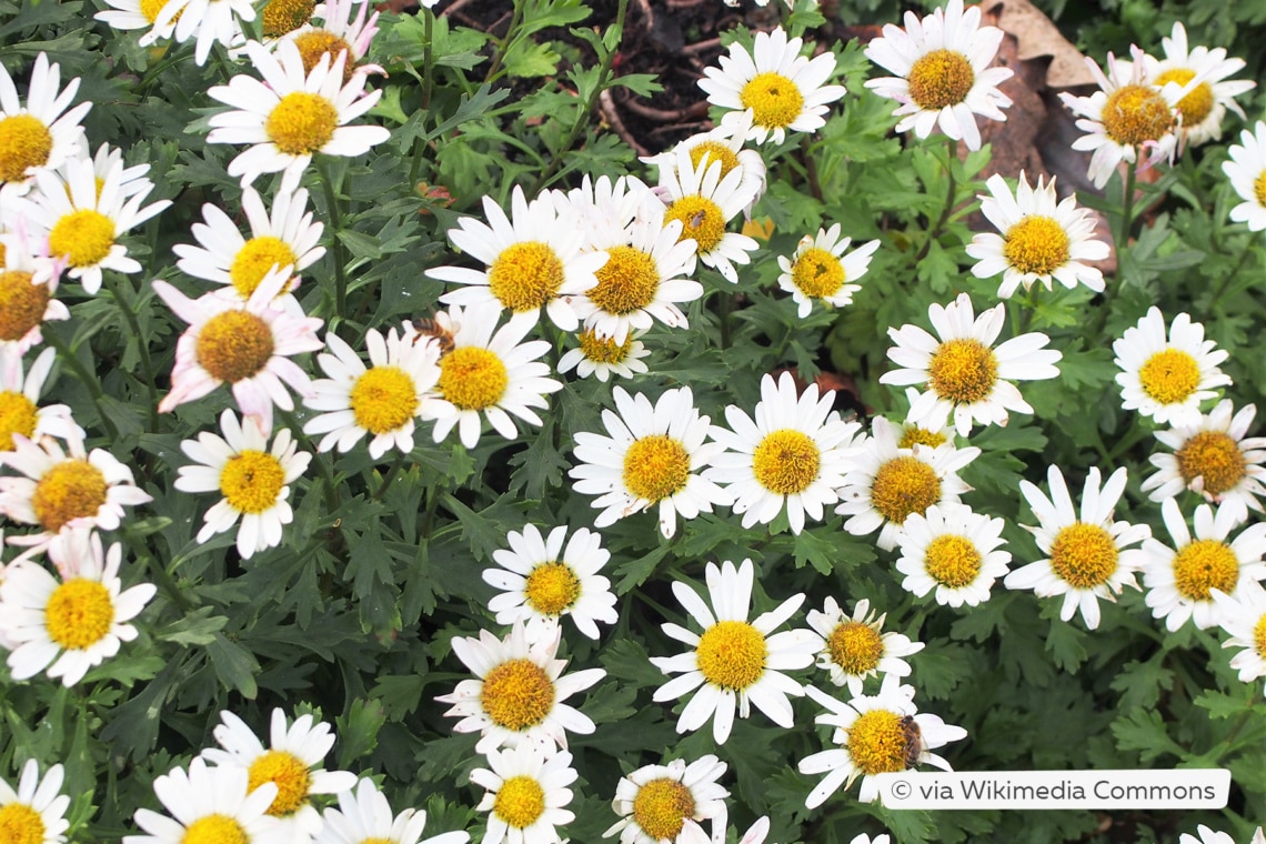 Grönland-Margerite (Arctanthemum arcticum)