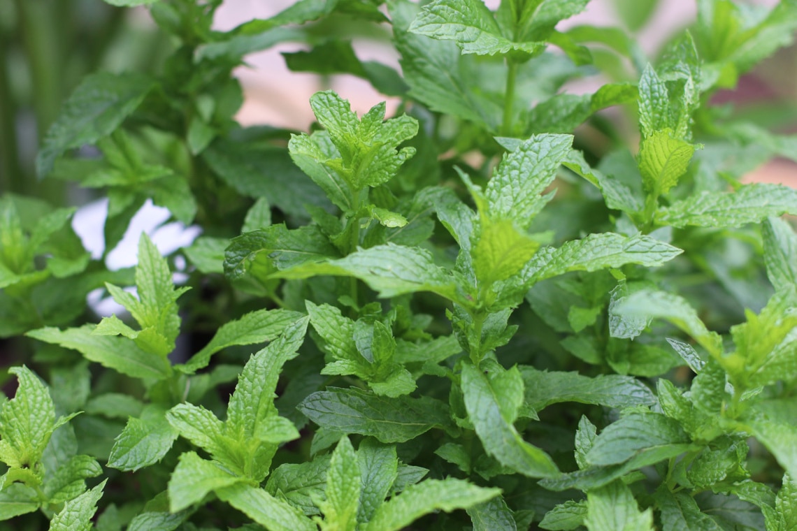 Grüne Minze (Mentha spicata)