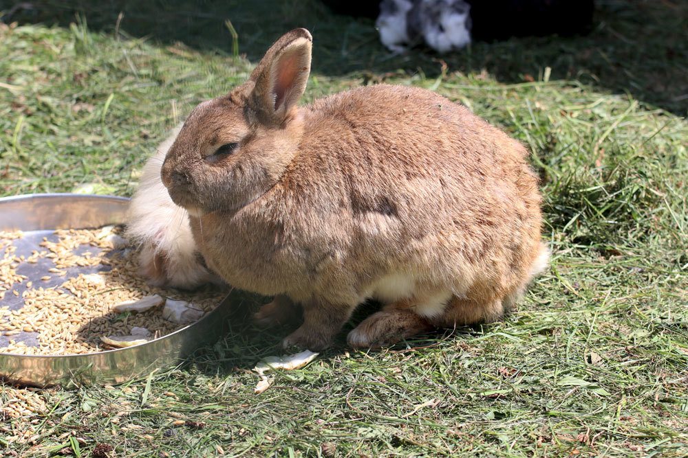 Hase als Haustier