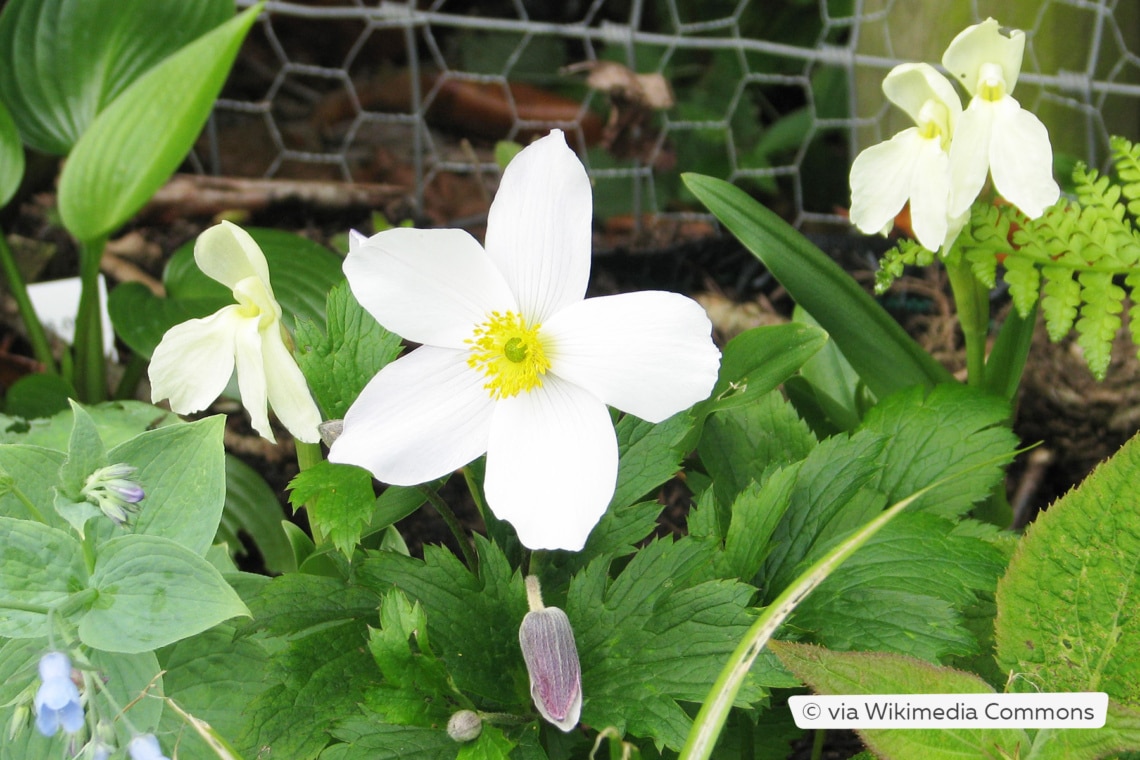 Herbst-Anemone (Anemona japonica 'Wild Swan')