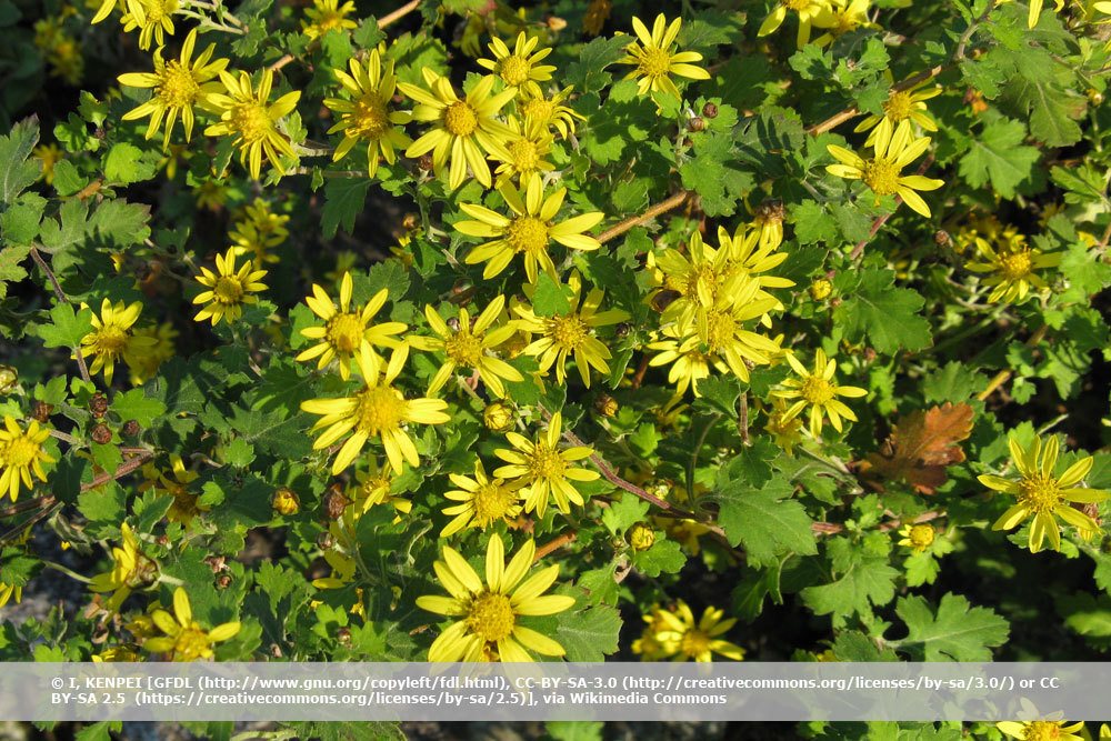 Herbst Chrysantheme, Chrysanthemum indicum