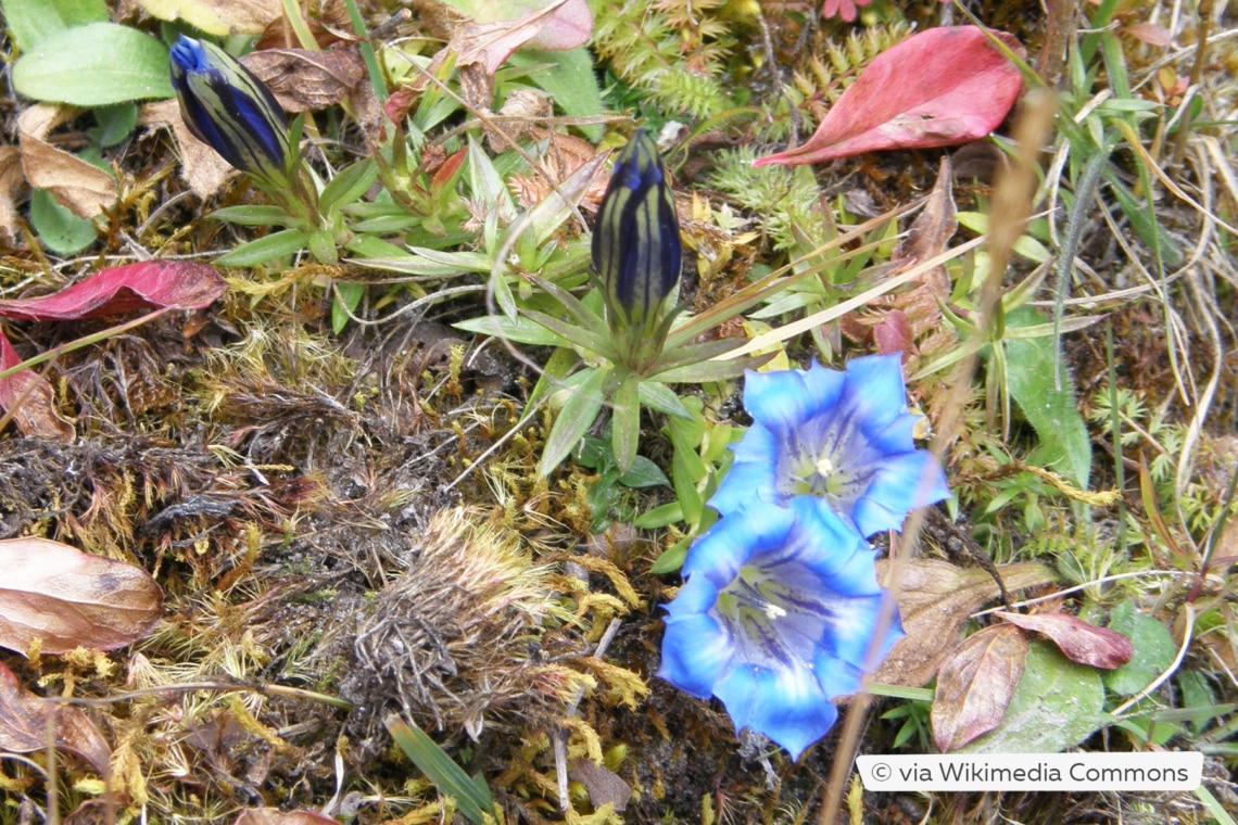 Herbst-Enzian (Gentiana sino-ornata)