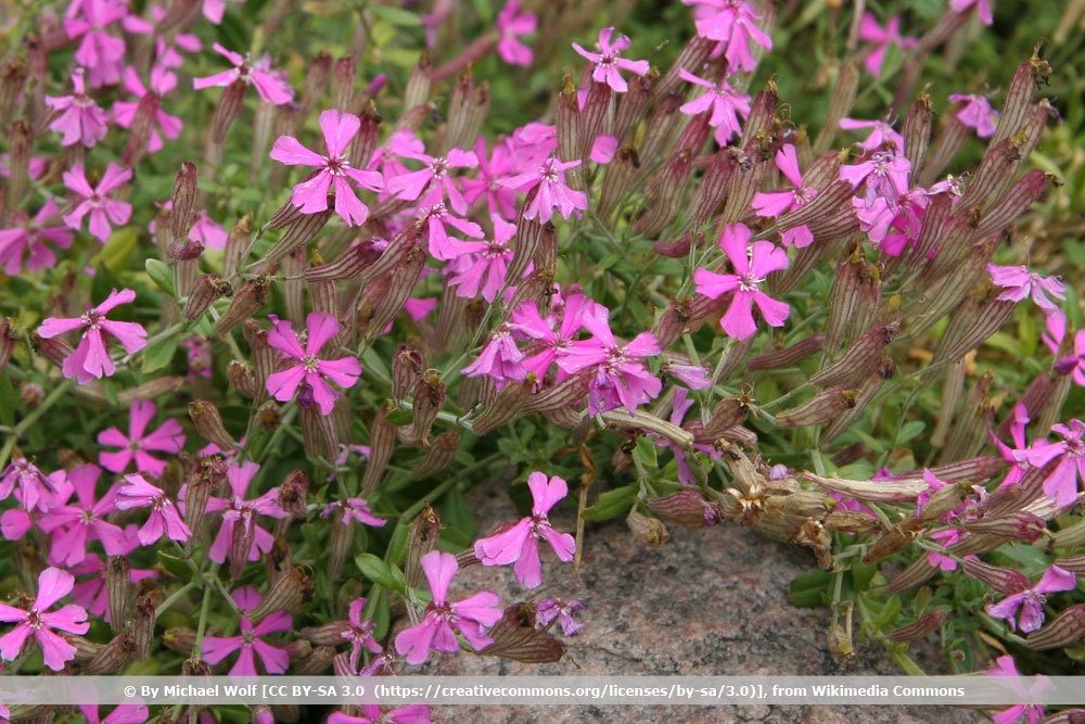 Herbst-Leimkraut, Silene schafta