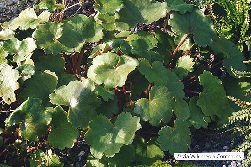 Herbst-Steinbrech (Saxifraga cortusifolia var. fortunei)