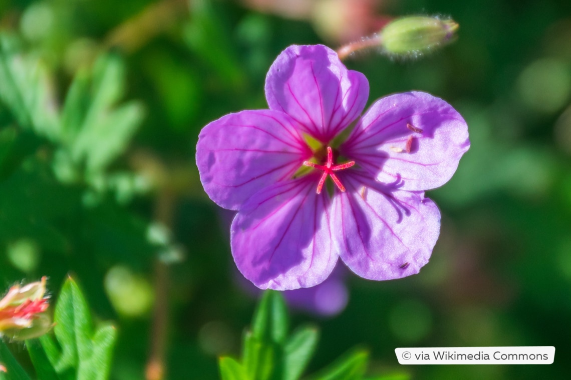 Herbst-Storchschnabel (Geranium sanguineum 'Dilys')