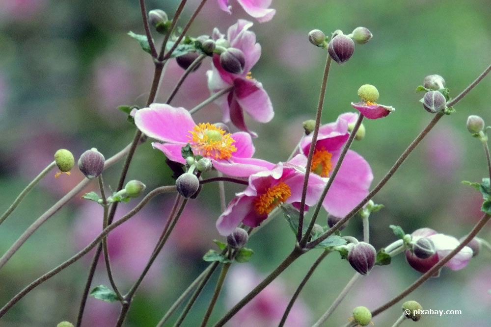 Herbstanemone, Anemone japonica