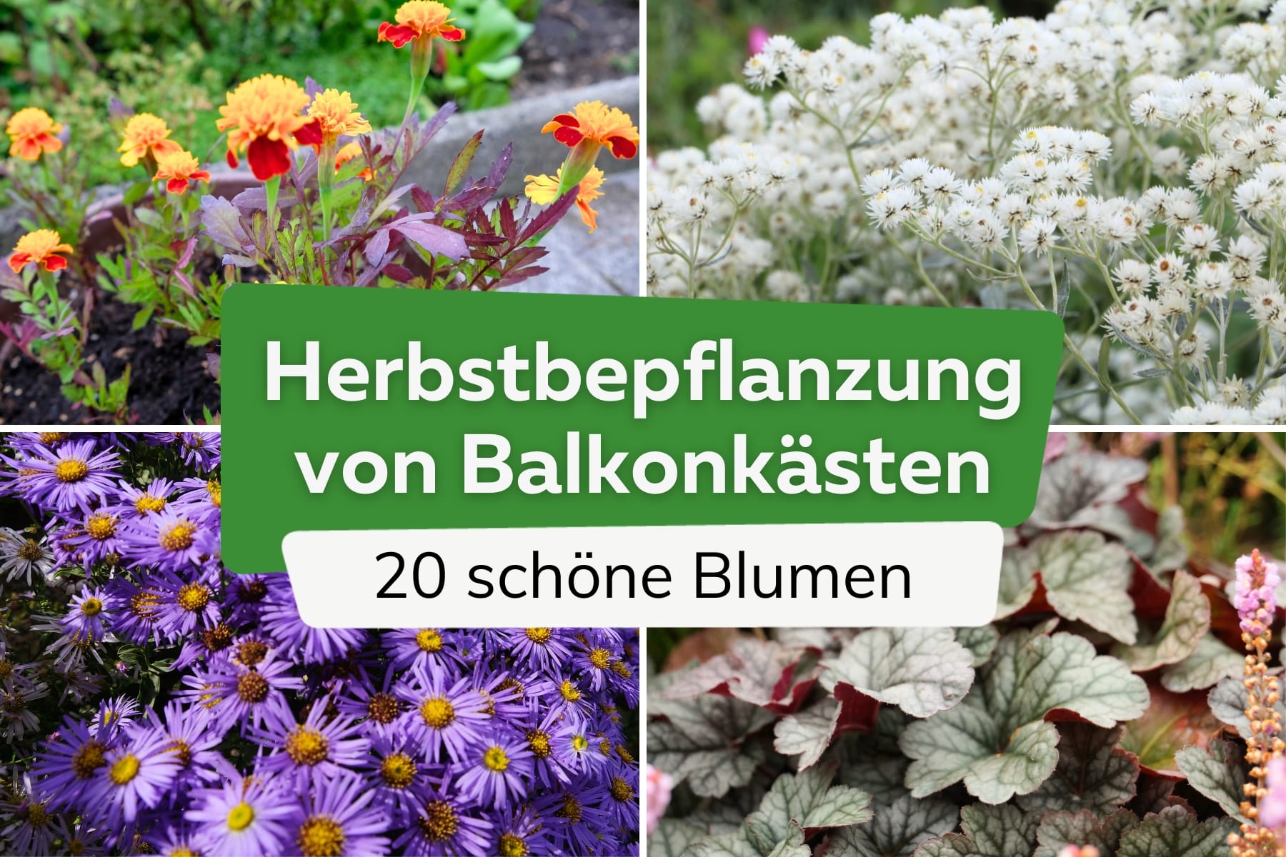 Herbstbepflanzung von Balkonkästen