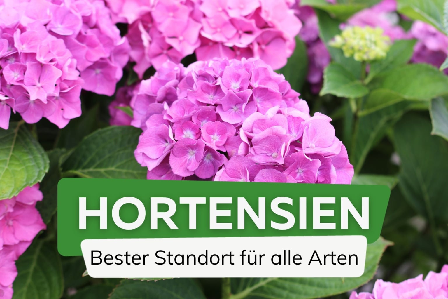 Wo ist der beste Standort für Hortensien? Sonne oder Schatten?