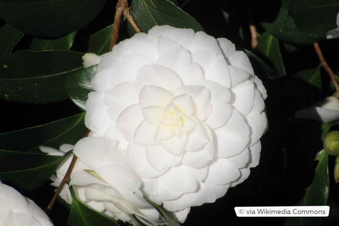 Kamelie (Camellia japonica 'Alba Plena')