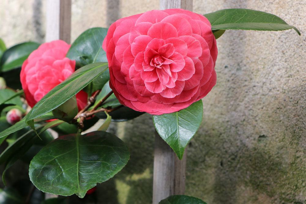 Kamelie, Camellia japonica