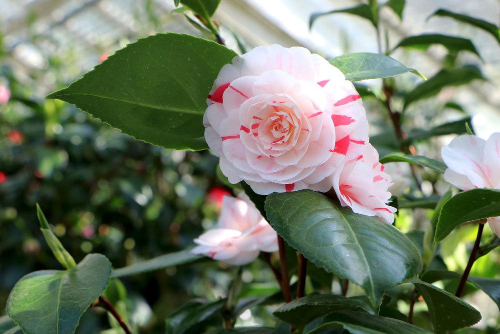 Kamelie, Camellia japonica