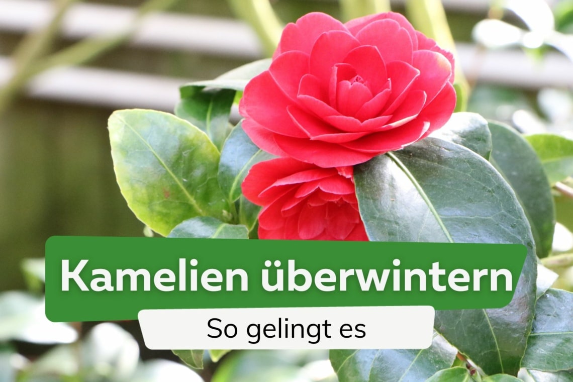 Kamelien überwintern