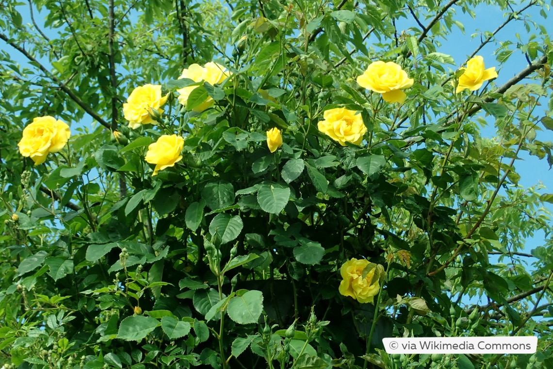 Kletterrose 'Golden Gate'