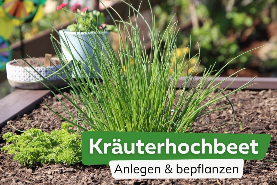 Kräuter im Topf kombinieren diese passen im Balkonkasten zusammen