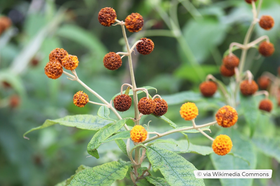 Kugel-Sommerflieder (Buddleja globosa)