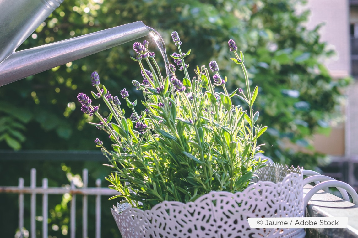 Lavendel auf dem Balkon gießen