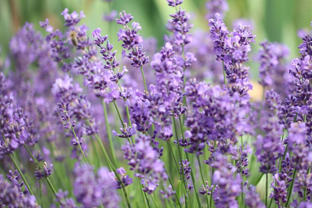 Lavendel im Hochbeet