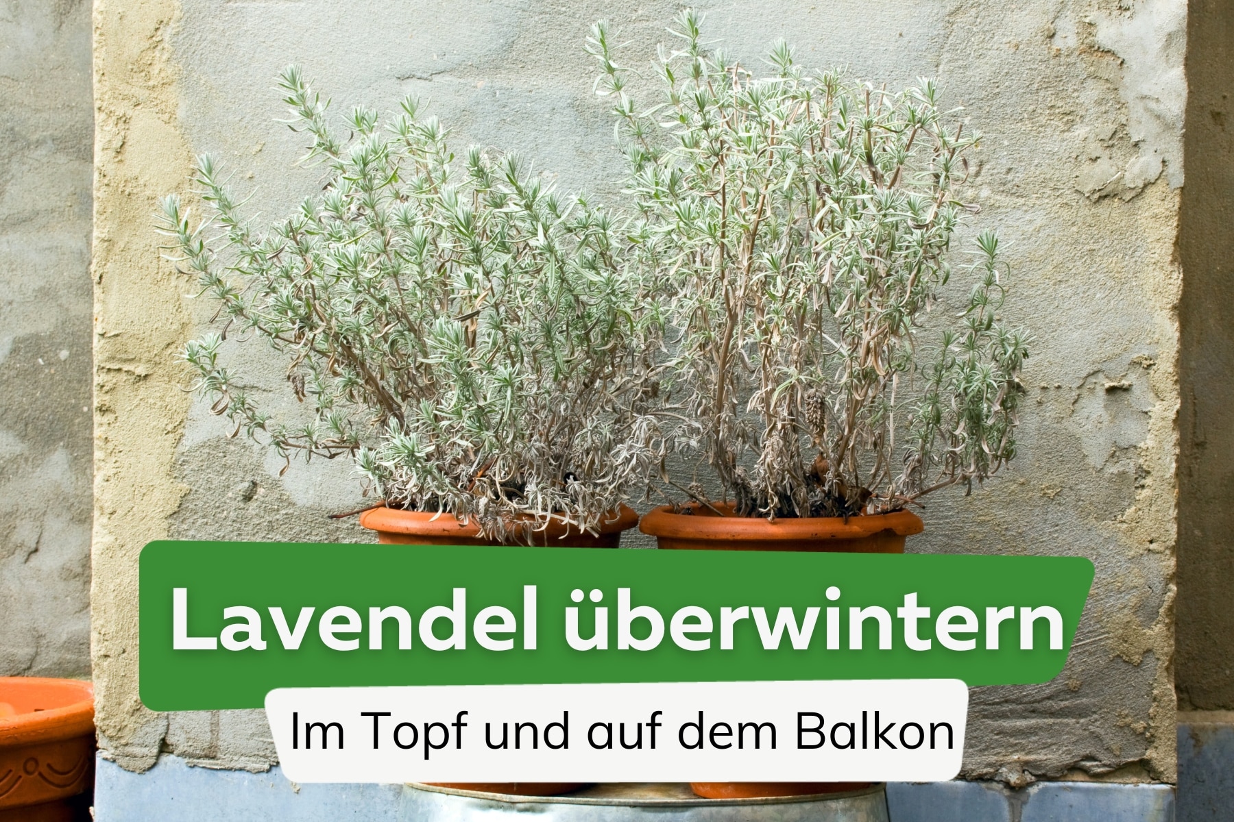 Lavendel überwintern