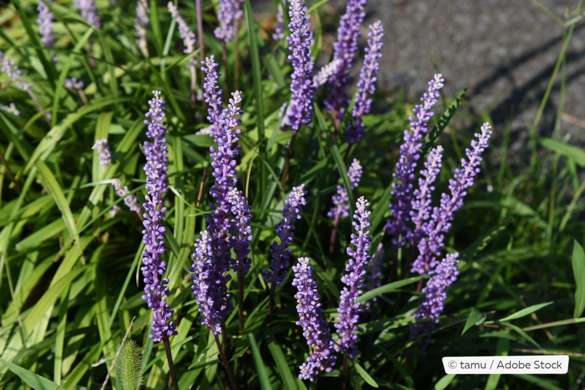 Lilientraube (Liriope muscari)