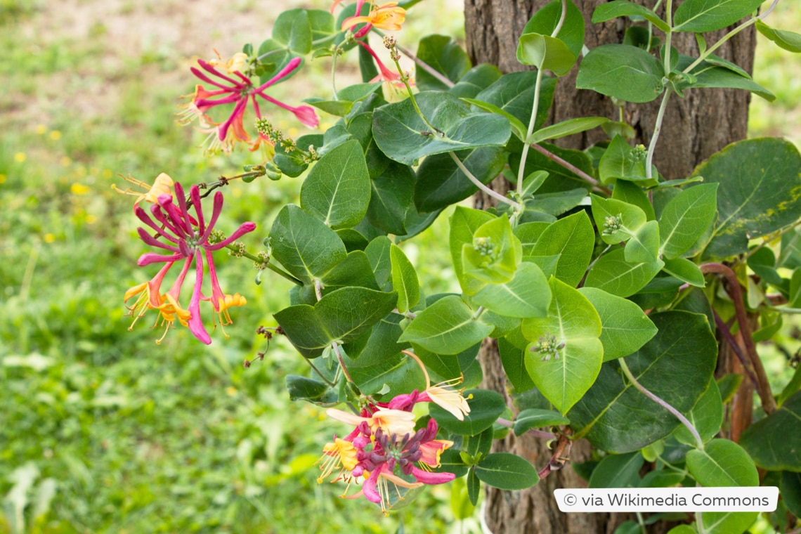 Lonicera caprifolium 'Jelängerjelieber'