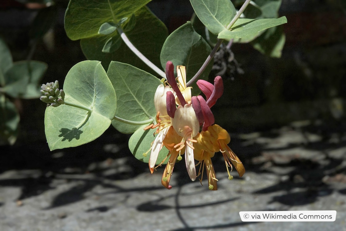 Heckenkirsche (Lonicera x heckrotti 'Gold Flame')