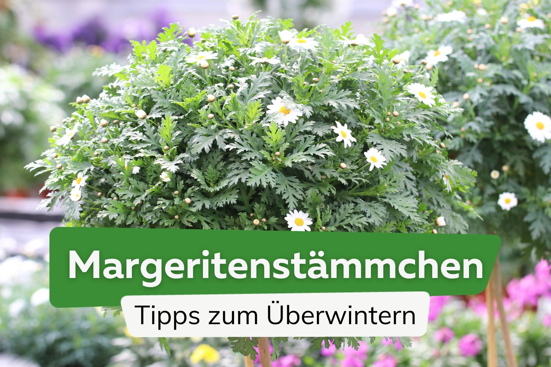 Margeritenstämmchen überwintern