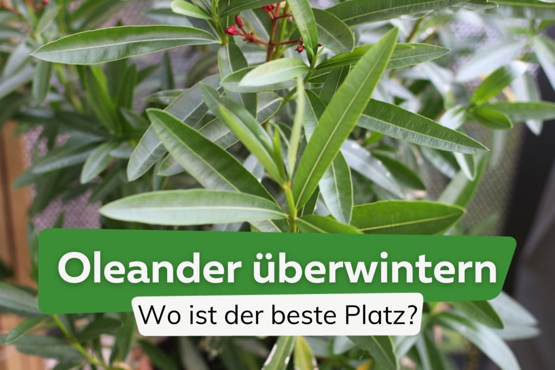 Oleander überwintern