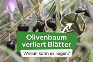 Olivenbaum verliert Bltter: Ursachen und Hilfe