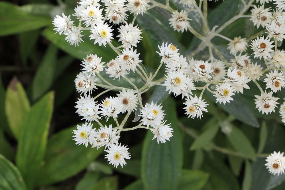 Perlkörbchen, Anaphalis triplinervis