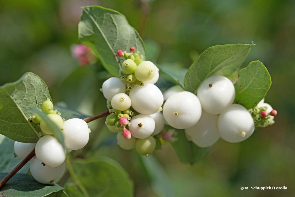 Gewöhnliche Schneebeere, Symphoricarpos albus