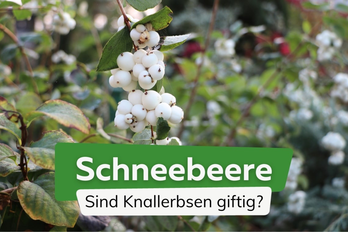 Schneebeere giftig