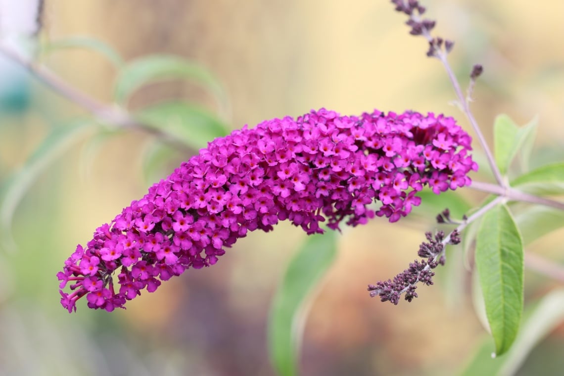 Sommerflieder (Buddleja davidii)