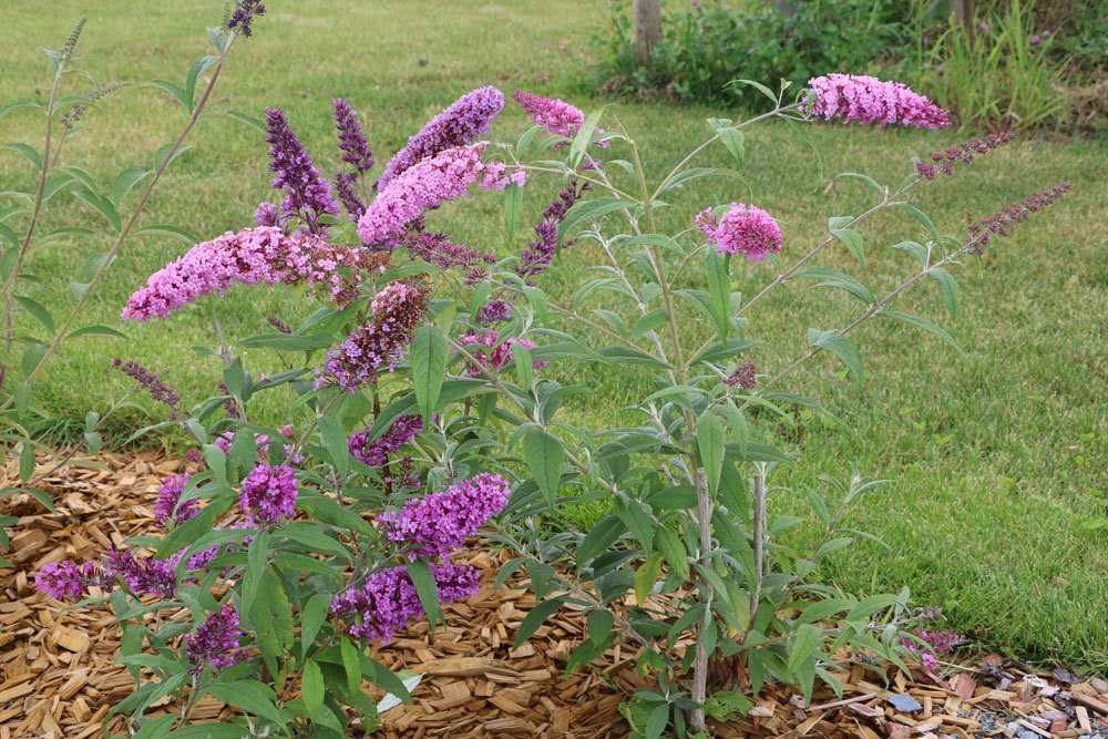 Sommerflieder, Buddleja