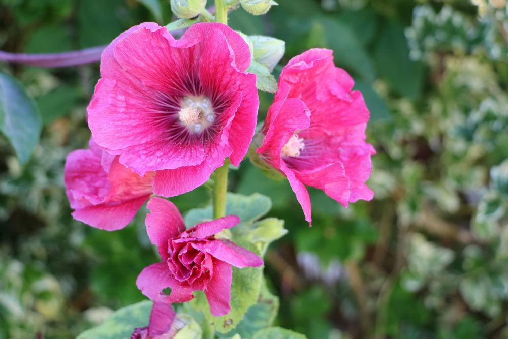 Stockrose, Alcea rosea