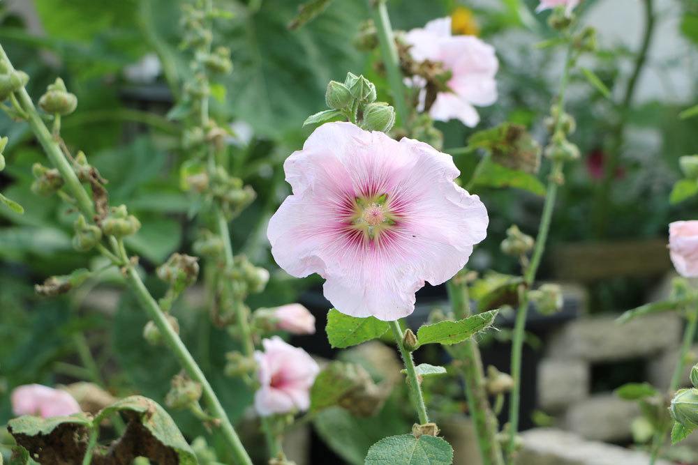 Stockrose, Alcea rosea, Begleitpflanze