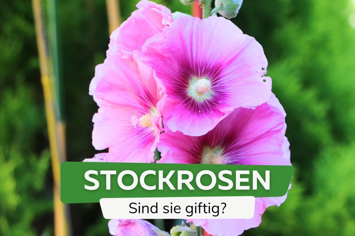 Stockrosen giftig