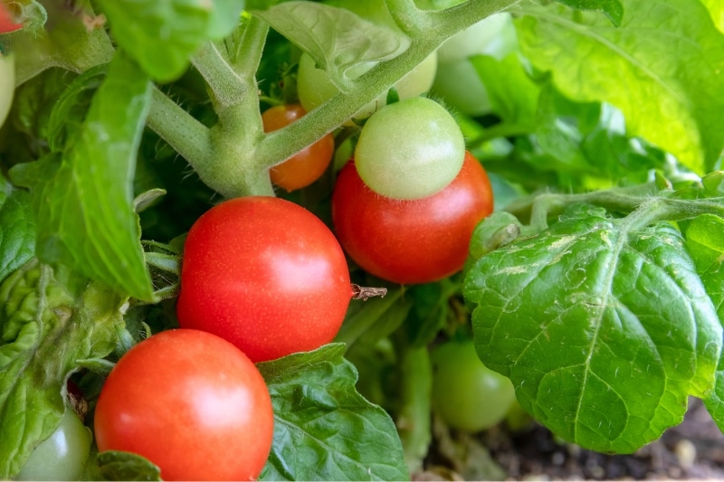 Tomate 'Red Robin'