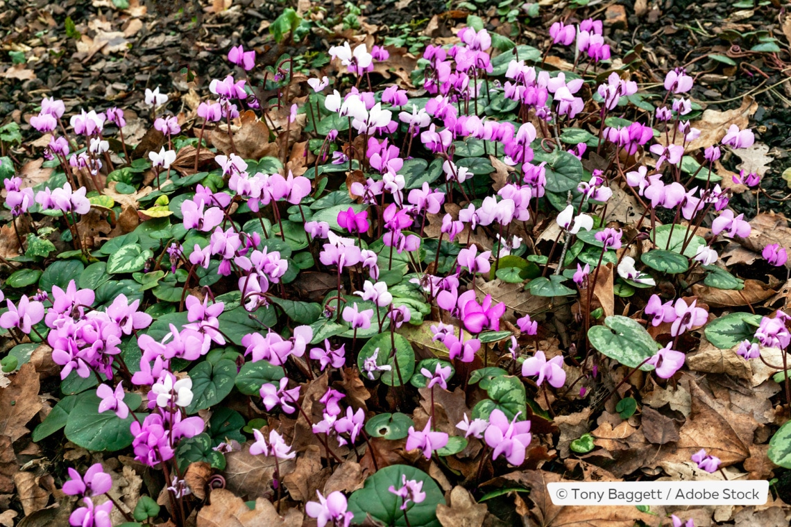 Vorfrühlings-Alpenveilchen (Cyclamen coum)