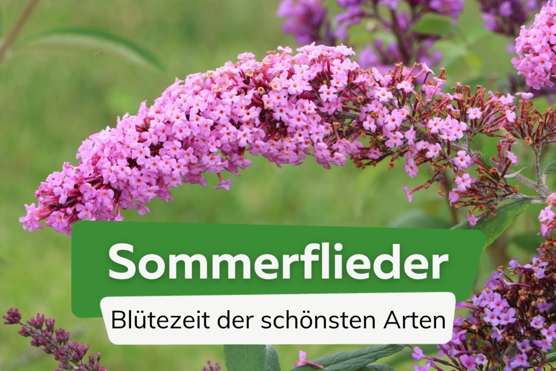 Wann blüht Sommerflieder