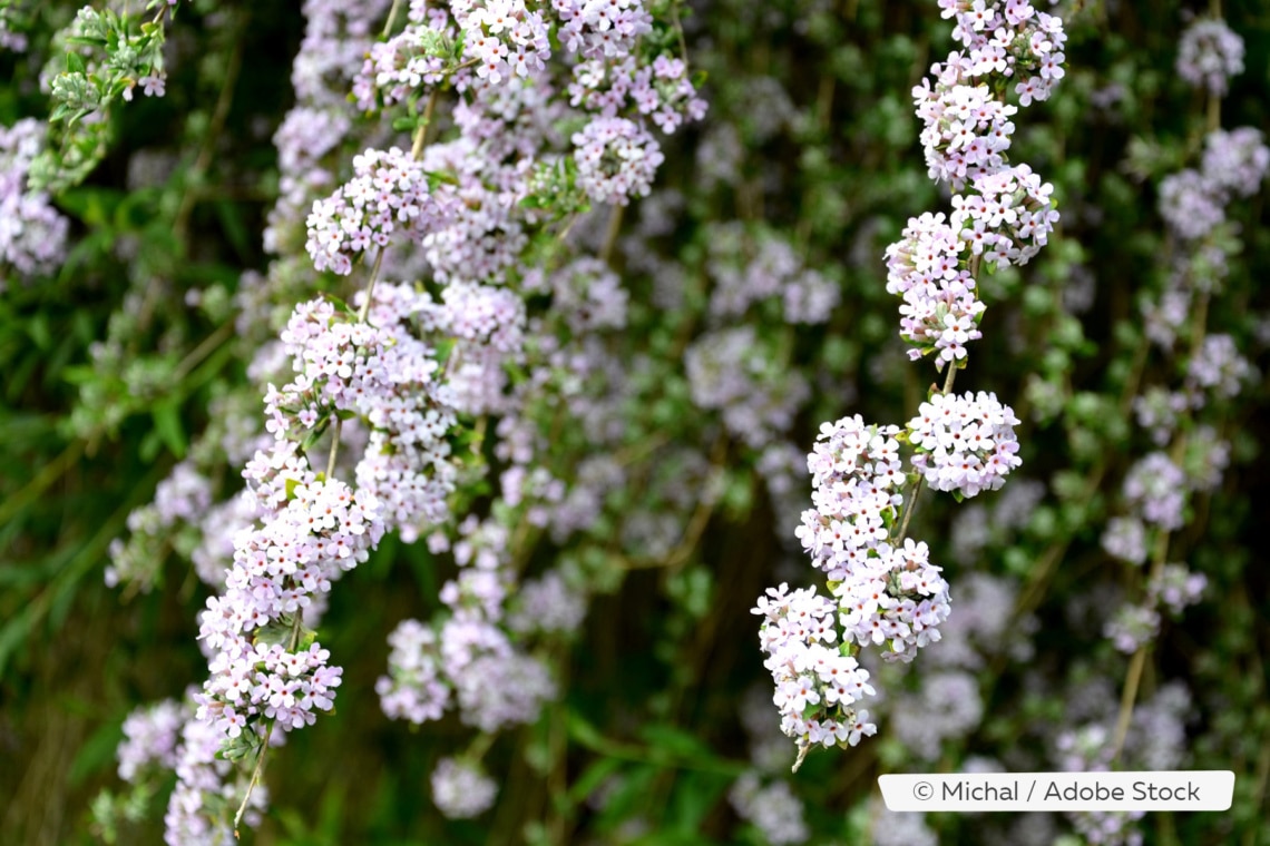 Wechselblättriger Sommerflieder (Buddleja alternifolia)