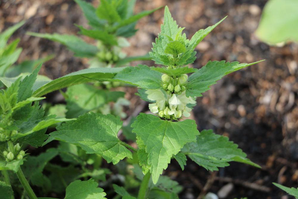 Weiße Taubnessel, Lamium maculatum